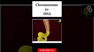 Chromosome and DNA animation #shorts