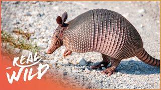 Armadillos: Nature's Armoured Miracles (Wildlife Documentary) | Wild America | Real Wild