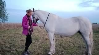 Обучение лошади трапеции