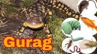 Tiger salamander devours anything in it’s path! (Ambystoma Tigrinum feeding compilation!!)