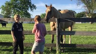 New Stable Backyard