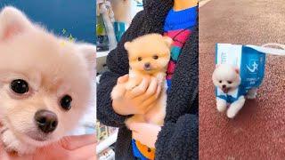 Забавный милый шпиц тик ток Chó Phốc Sóc Mini Tik Tok Funny Pomeranian #7