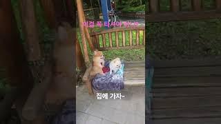 이걸 꼭 타셔야 집에 가는거니?#강아지 #강아지브이로그 #강아지일상 #반려견 #개상전 #댕댕이 #견생일기 #꼬미 #귀여운강아지 #꼬미의하루