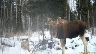 Проверяю капканы. В объективе соболя, лоси. Продолжаю рассказ.