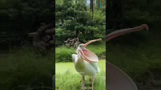 Why pelican's are so unlucky?  #shorts #viral #youtubeshorts