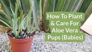 How To Plant & Care For Aloe Vera Pups (Babies) / Joy Us Garden