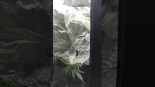 Clones!… day 1 of flower and feminized seed spray