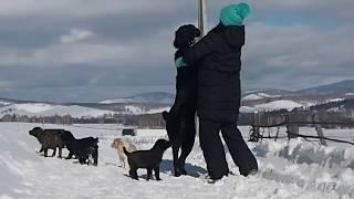 Среднеазиатские овчарки питомник "ТААЖЫДАР" (Башкирия).