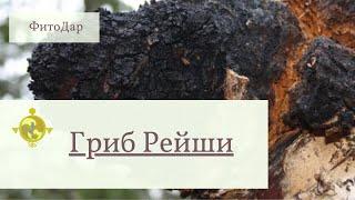 Гриб Рейши (Ganoderma Lucidum). Полезные свойства.