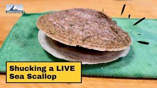 How to Shuck a Live Scallop in Shell | What Are Sea Scallops? | North Coast Seafoods