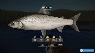 Russian Fishing 4 | Trophy Arctic Omul 3.005kg | Lower Tunguska River