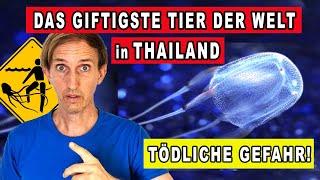 DAS GIFTIGSTE TIER DER WELT IN THAILAND | WÜRFELQUALLE | SEEWESPE