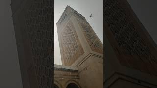 Enchanting Moments with Pigeons in the Courtyards of the Zitouna Mosque #dove #peace #free #tunisia