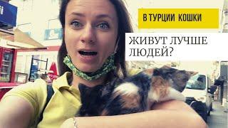 ПОЧЕМУ В ТУРЦИИ ТАК МНОГО КОШЕК?