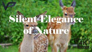 4K Ultra HD: The Aesthetic Marvels of Nature - Deer and Their Habitats