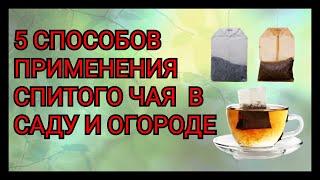 5 способов применения спитого чая в саду и огороде