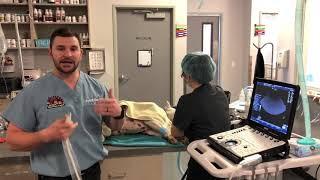 New Ultrasound Machine at Laveen Veterinary Center