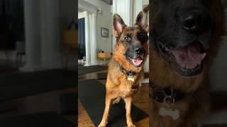 Don’t let the head tilts fool ya.  #germanshepherd #gsd #security #dog