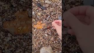 Finding a rare sea glass marble on the Scottish coast  #seaglass