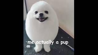 eggdog