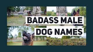 Tough Dog Names | Badass Dog Names - Dog Name Hero