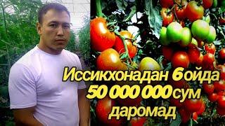 Иссикхонадан йилига 100 000 000 даромад | Помидор хосилини куринг