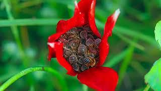 The tulip and wild bees - Secret Nature