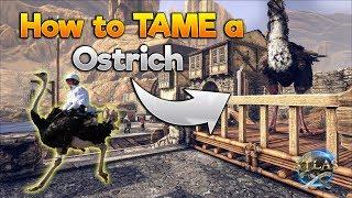 ATLAS: HOW TO TAME A "OSTRICH"[EASY TAME METHOD!! ATLAS TUTORIAL AND CHILI LOCATIONS!!