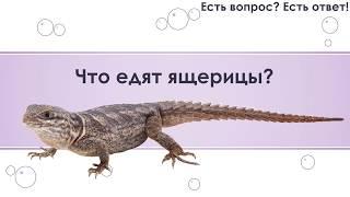 Что едят ящерицы? [123]