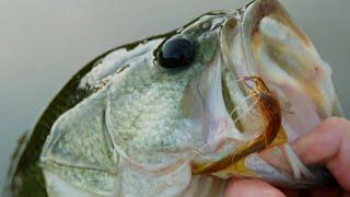 TRUMAN LAKE BASS FISHING- my very first tournament