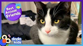 Escape Artist Cat Makes A Hurt Dog Happy Again | Best Animal Friends | Dodo Kids