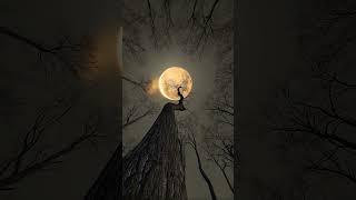Trees Under the Moon ️ #nightsky #moonshine #landscape #nightforest #nature