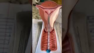 Moving of male sperms in female vagina