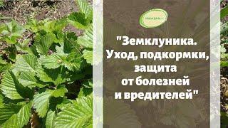 Земклуника. Уход, укрытие на зиму. Совместные посадки с чесноком. Урожайность.  Шафиров Сергей