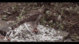 Hawk eats Pigeon: time-lapsed