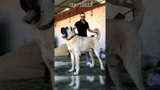 106 CM Dev #kangal Açar