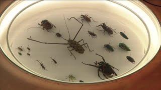 New bug exhibit opens at Denver Museum of Nature and Science