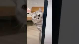 The cat is eavesdropping on its owner, and it seems to understand!