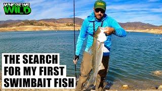 THE SEARCH FOR MY FIRST SWIMBAIT FISH - Castaic Lake Fishing