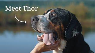 The Story of a Greater Swiss Mountain Dog