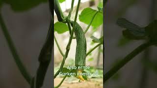 Mit einem einfach Tipp mehr Gurken ernten - Gartentipps #gurken #gartentipps #garten