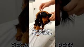 Veterinary #rehab with BTL High-Intensity Laser