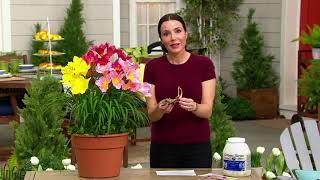 Cottage Farms 6-Piece Reblooming Daylilies Live Plants on QVC