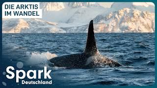 Hat die Arktis einen neuen Herrscher? | Der Vorstoß der Orcas | Spark Deutschland