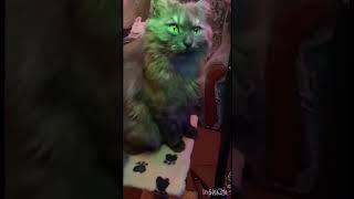 #юмор #cat #рек #cats #funny #like #youtube #animals #love #2023 #reels #comedy #shorts #catlover