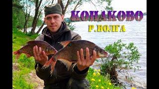 Бешеный клев леща! Река Волга Конаково Ловля фидером