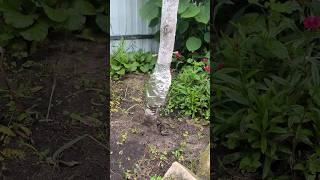 Юбочка от муравьев! #lifehacks #дача#огород