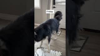 reasons my husky is mad: wrong answers only. Go. #husky #huskies