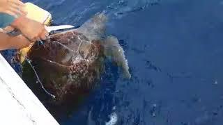 Saving a Sea Turtle with Fish Tales Charters