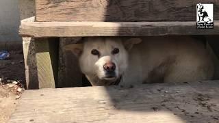 He's been alone for months - Stray Rescue of St.Louis